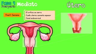 •El orificio se cierra
•Cuello uterino aumenta espesor
•Canal endocervical
Final 1ª Semana
Mediato
 