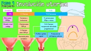 24h 1-3 Semas 4-6 Semanas
Inmediato Mediato/intermedio Tardío
Útero pesa:
1000gr
Situado a nivel
ombligo
1ª Semana pesa:
500 gr
Comienza a
involucionar
2ª Semana
pesa: 300 gr
Desciende pelvis
verdadera
4ª semana pesa:
100gr o menos
5ª-6ª Semana
recuperación del estado
pregestacional
Prolifera epitelio
vaginal
Producción de
estrógenos ováricos
 