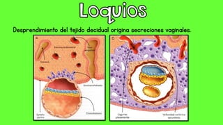Desprendimiento del tejido decidual origina secreciones vaginales.
 