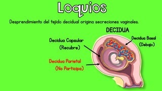 Desprendimiento del tejido decidual origina secreciones vaginales.
DECIDUA
Decidua Basal
(Debajo)
 