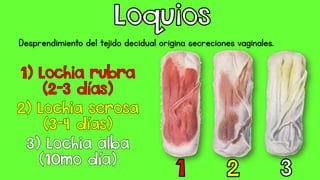 Desprendimiento del tejido decidual origina secreciones vaginales.
 