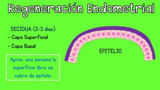 DECIDUA (2-3 días)
- Capa Superficial
- Capa Basal
Aprox. una semana la
superficie libre se
cubre de epitelio
EPITELIO
 