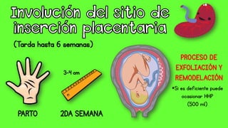 3-4 cm
*Si es deficiente puede
ocasionar HHP
(500 ml)
 
