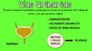 El parto ocasiona traumatismo vesical que se vincula con la duración del trabajo de
parto y con que sea parto vaginal.
 