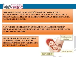 INTERVALO ENTRE LA DILATACIÓN COMPLETA (10 CM) Y EL
NACIMIENTO DEL NIÑO. SE CARACTERIZA POR EL DESCENSO DE LA
PRESENTACIÓN A TRAVÉS DE LA PELVIS MATERNA Y TERMINA CON EL
NACIMIENTO DEL BEBÉ.
14
A LA FUERTE CONTRACCIÓN QUE PADECE LA MADRE SE AGREGA
AHORA LA URGENCIA DE DESCARGAR O DE IMPULSAR AL BEBÉ HACIA
LAABERTURA VAGINAL.
PUEDE DURAR DE 20 A 90 MINUTOS,
LA MADRE AYUDAA NACER A SU
BEBE EMPUJANDO CON FUERZA LOS
MÚSCULOS DELABDOMEN
 