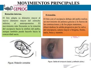 MOVIMIENTOS PRINCIPALES
 Rotación interna.
El feto adapta su diámetro mayor al
nuevo diámetro mayor del estrecho
inferior, el anteroposterior. El
movimiento más frecuente es la rotación
del occipucio hacia la sínfisis del pubis,
aunque también puede hacerlo hacia la
concavidad sacra.
17
 Extensión.
El feto con el occipucio debajo del pubis realiza
un movimiento de palanca gracias a la fuerza de
las contracciones y de los pujos maternos,
observándose la salida progresiva por la vulva
del sincipucio, sutura mayor o bregma, frente,
nariz, boca y mentón. .
 
