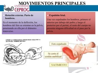 MOVIMIENTOS PRINCIPALES
 Rotación externa. Parto de
hombros.
En el momento de la deflexión, los
hombros del feto se orientan en la pelvis,
penetrando en ella por el diámetro
transverso.
18
 Expulsión fetal.
Una vez expulsados los hombros, primero el
anterior por debajo del pubis y luego el
posterior por el periné, el resto del cuerpo no
presenta ninguna dificultad en el paso por la
pelvis.
 