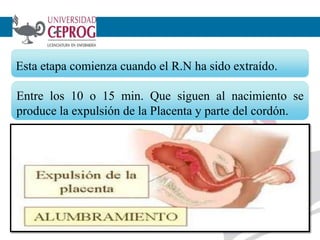 21
Esta etapa comienza cuando el R.N ha sido extraído.
Entre los 10 o 15 min. Que siguen al nacimiento se
produce la expulsión de la Placenta y parte del cordón.
 