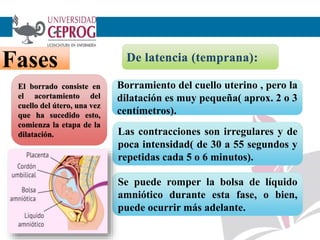 6
Fases De latencia (temprana):
Borramiento del cuello uterino , pero la
dilatación es muy pequeña( aprox. 2 o 3
centímetros).
Las contracciones son irregulares y de
poca intensidad( de 30 a 55 segundos y
repetidas cada 5 o 6 minutos).
Se puede romper la bolsa de líquido
amniótico durante esta fase, o bien,
puede ocurrir más adelante.
El borrado consiste en
el acortamiento del
cuello del útero, una vez
que ha sucedido esto,
comienza la etapa de la
dilatación.
 