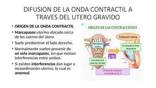 DIFUSION DE LA ONDA CONTRACTIL A
TRAVES DEL UTERO GRAVIDO
• ORIGEN DE LA ONDA CONTRACTIL
• Marcapasos uterino ubicado cerca
de los cuerno del útero.
• Suele predominar el lado derecho.
• Normalmente suelen provenir de
un solo marcapasos, sin que existan
interferencias entre ambos.
• Si existen interferencias dan lugar a
incoordinación uterina, lo cual es
anormal.
 