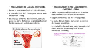 • PROPAGACION DE LA ONDA CONTRACTIL
• Desde el marcapaso hacia el resto del útero
• A una velocidad de 2 cm/seg que invade todo
el útero en 15 seg.
• Se propaga en forma descendente, solo una
pequeña parte de la onda se propaga hacia el
fondo uterino en sentido ascendente.
• COORDINACION ENTRE LAS DIFERENTES
PARTES DEL UTERO
• Todas las partes del útero alcanzan el vértice
de su contracción casi simultáneamente.
• Llegan al máximo a los 30 – 60 segundos.
• La suma de sus efectos aumentan la presión
del liquido amniótico.
• La relajación sincrónica de todas las partes del
útero permite al útero regresar al tono
normal de 10 mmHg.
 