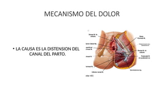 MECANISMO DEL DOLOR
• LA CAUSA ES LA DISTENSION DEL
CANAL DEL PARTO.
 