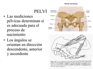 PELVIS Las mediciones pélvicas determinan si es adecuada para el proceso de nacimiento Los ángulos se orientan en dirección descendente, anterior y ascendente 