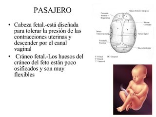 PASAJERO Cabeza fetal.-está diseñada para tolerar la presión de las contracciones uterinas y descender por el canal vaginal  Cráneo fetal.-Los huesos del cráneo del feto están poco osificados y son muy flexibles  