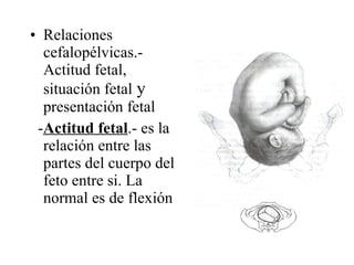 Relaciones cefalopélvicas.- Actitud fetal, situación fetal  y  presentación fetal - Actitud fetal .- es la relación entre las partes del cuerpo del feto entre si. La normal es de flexión 