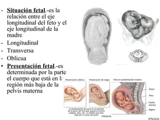 Situación fetal .-es la relación entre el eje longitudinal del feto y el eje longitudinal de la madre  Longitudinal Transversa Oblicua Presentación fetal .-es determinada por la parte el cuerpo que está en la región más baja de la pelvis materna  