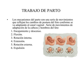 TRABAJO DE PARTO Los mecanismos del parto son una serie de movimientos que reflejan los cambios de postura del feto conforme se va adaptando al canal vaginal . Serie de movimientos de adaptación de la cabeza y hombros del feto 1. Encajamiento y descenso. 2. Flexión. 3. Rotación interna. 4. Extensión. 5. Rotación externa. 6. Expulsión 