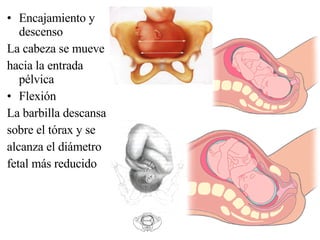 Encajamiento y descenso La cabeza se mueve hacia la entrada pélvica Flexión La barbilla descansa sobre el tórax y se alcanza el diámetro fetal más reducido 