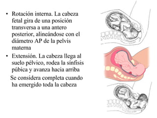 Rotación interna. La cabeza fetal gira de una posición transversa a una antero posterior, alineándose con el diámetro AP de la pelvis materna Extensión. La cabeza llega al suelo pélvico, rodea la sínfisis púbica y avanza hacia arriba Se considera completa cuando ha emergido toda la cabeza 