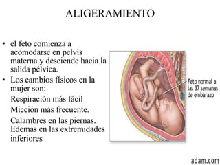 ALIGERAMIENTO el feto comienza a acomodarse en pelvis materna y desciende hacia la salida pélvica. Los cambios físicos en la mujer son:      Respiración más fácil Micción más frecuente. Calambres en las piernas. Edemas en las extremidades inferiores   