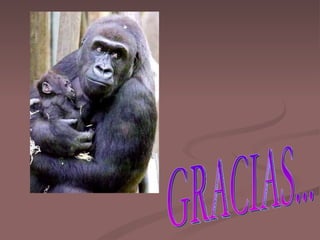 GRACIAS... 