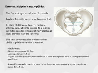 Estrechez del plano medio pélvico.
Mas frecuente que las del plano de entrada.
Produce detención trasversa de la cabeza fetal.
El plano obstétrico de la pelvis media se
extiende desde el borde inferior de la sínfisis
del pubis hasta las espinas ciáticas y alcanza el
sacro entre las 4ta y 5ta vértebras.
Una línea que conecta las espinas ciáticas
divide la pelvis en anterior y posterior.
Mediciones:
-Diámetro transversal 10.5 cm
-Anteroposterior: 11.5 cm
-Sagital posterior (desde el punto medio de la línea interespinosa hasta el correspondiente del
sacro) 5cm.
Se considera estrecha cuando la suma de los diámetros interespinoso y sagital posterior es
menor de 13.5 cm.
 