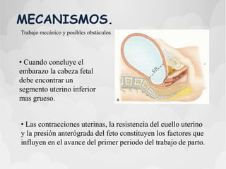 MECANISMOS.
Trabajo mecánico y posibles obstáculos
• Cuando concluye el
embarazo la cabeza fetal
debe encontrar un
segmento uterino inferior
mas grueso.
• Las contracciones uterinas, la resistencia del cuello uterino
y la presión anterógrada del feto constituyen los factores que
influyen en el avance del primer periodo del trabajo de parto.
 