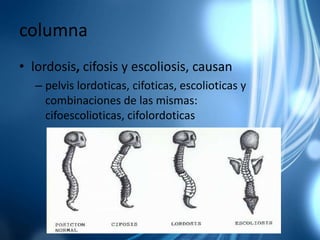 columnalordosis, cifosis y escoliosis, causanpelvis lordoticas, cifoticas, escolioticas y combinaciones de las mismas: cifoescolioticas, cifolordoticas