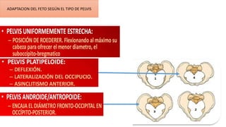 ADAPTACION DEL FETO SEGÚN EL TIPO DE PELVIS
 