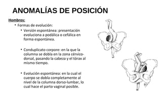 ANOMALÍAS DE POSICIÓN
Hombros:
• Formas de evolución:
• Versión espontánea: presentación
evoluciona a podálica o cefálica en
forma espontánea.
• Conduplicato corpore: en la que la
columna se dobla en la zona cérvico-
dorsal, pasando la cabeza y el tórax al
mismo tiempo.
• Evolución espontánea: en la cual el
cuerpo se dobla completamente al
nivel de la columna dorso-lumbar, lo
cual hace el parto vaginal posible.
 