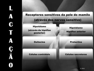 Receptores sensitivos da pele do mamilo
      (através dos nervos sensitivo)

     Hipotálamo
                            Hipotálamo
 (através da hipófise
                          Hipófise anterior
      posterior)



      Oxitocina              Prolactina




  Células contráteis     Células secretoras




                                      IL 2011
 
