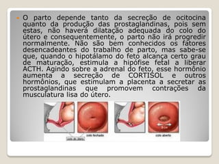  O parto depende tanto da secreção de ocitocina
quanto da produção das prostaglandinas, pois sem
estas, não haverá dilatação adequada do colo do
útero e consequentemente, o parto não irá progredir
normalmente. Não são bem conhecidos os fatores
desencadeantes do trabalho de parto, mas sabe-se
que, quando o hipotálamo do feto alcança certo grau
de maturação, estimula a hipófise fetal a liberar
ACTH. Agindo sobre a adrenal do feto, esse hormônio
aumenta a secreção de CORTISOL e outros
hormônios, que estimulam a placenta a secretar as
prostaglandinas que promovem contrações da
musculatura lisa do útero.
 