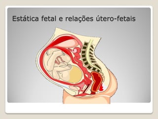Estática fetal e relações útero-fetais
 