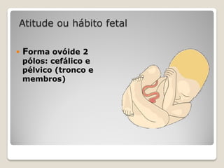 Atitude ou hábito fetal
 Forma ovóide 2
pólos: cefálico e
pélvico (tronco e
membros)
 