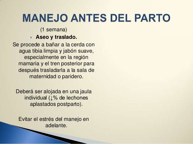 Parto en cerdas Parto en cerdas