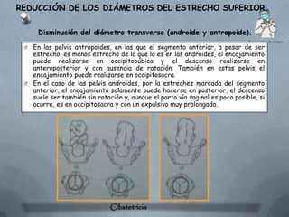 REDUCCIÓN DE LOS DIÁMETROS DEL ESTRECHO SUPERIOR.


     Disminución del diámetro transverso (androide y antropoide).
 O En las pelvis antropoides, en las que el segmento anterior, a pesar de ser
   estrecho, es menos estrecho de lo que lo es en las androides, el encajamiento
   puede realizarse en occipitopúbica y el descenso realizarse en
   anteroposterior y con ausencia de rotación. También en estas pelvis el
   encajamiento puede realizarse en occipitosacra.
 O En el caso de las pelvis androides, por la estrechez marcada del segmento
   anterior, el encajamiento solamente puede hacerse en posterior, el descenso
   suele ser también sin rotación y, aunque el parto vía vaginal es poco posible, si
   ocurre, es en occipitosacra y con un expulsivo muy prolongado.




                              Obstetricia
 