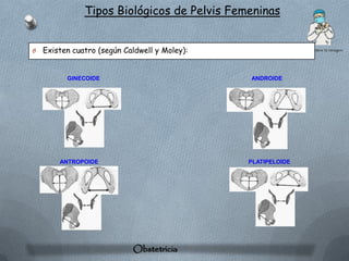 Tipos Biológicos de Pelvis Femeninas


O   Existen cuatro (según Caldwell y Moley):


          GINECOIDE                            ANDROIDE




        ANTROPOIDE                             PLATIPELOIDE




                            Obstetricia
 