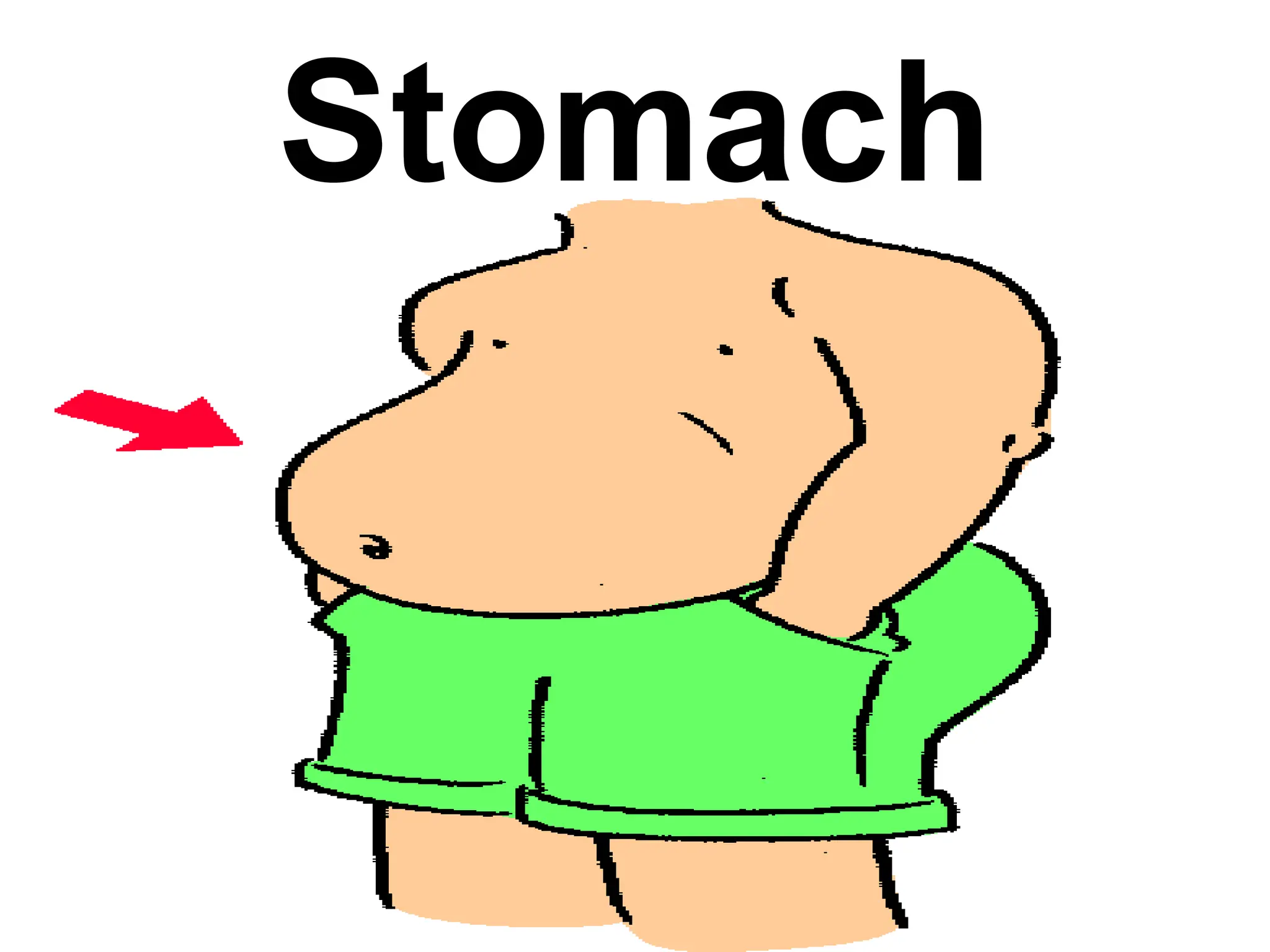 Stomach