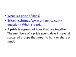 • What is a pride of lions?
• Britannicahttps://www.britannica.com ›
question › What-is-a-pri...
• A pride is a group of lions that live together.
The members of a pride spend days in several
scattered groups that meet to hunt or share a
meal.
 