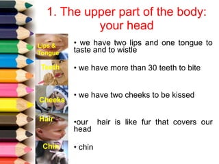 1. The upper part of the body:
your head
• we have two lips and one tongue to
taste and to wistle
• we have more than 30 teeth to bite
• we have two cheeks to be kissed
•our hair is like fur that covers our
head
• chin
Lips &
Tongue
Teeth
Cheeks
Hair
Chin
 