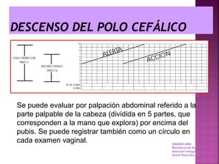 Se puede evaluar por palpación abdominal referido a la
parte palpable de la cabeza (dividida en 5 partes, que
corresponden a la mano que explora) por encima del
pubis. Se puede registrar también como un círculo en
cada examen vaginal. GNAISR 2004
Ministerio de Salud
Atención Integral de la
Salud Reproductiva
 