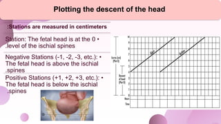 Plotting the descent of the head
Stations are measured in centimeters
:
•
0
Station: The fetal head is at the
level of the ischial spines
.
•
Negative Stations (-1, -2, -3, etc.):
The fetal head is above the ischial
spines
.
•
Positive Stations (+1, +2, +3, etc.):
The fetal head is below the ischial
spines
.
 