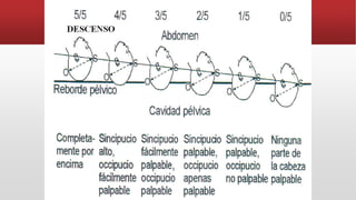 EVALUACION DEL DESCENSO POR
PALPACION ABDOMINAL
DESCENSO
 