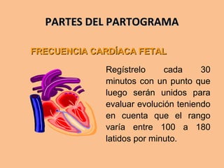 PARTES DEL PARTOGRAMAPARTES DEL PARTOGRAMA
Regístrelo cada 30
minutos con un punto que
luego serán unidos para
evaluar evolución teniendo
en cuenta que el rango
varía entre 100 a 180
latidos por minuto.
FRECUENCIA CARDÍACA FETALFRECUENCIA CARDÍACA FETAL
 