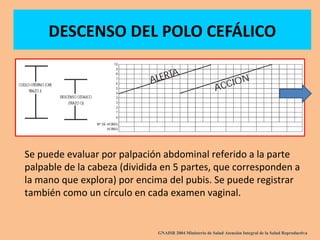 DESCENSO DEL POLO CEFÁLICO
Se puede evaluar por palpación abdominal referido a la parte
palpable de la cabeza (dividida en 5 partes, que corresponden a
la mano que explora) por encima del pubis. Se puede registrar
también como un círculo en cada examen vaginal.
GNAISR 2004 Ministerio de Salud Atención Integral de la Salud Reproductiva
 