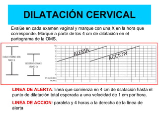 DILATACIÓN CERVICAL
Evalúe en cada examen vaginal y marque con una X en la hora que
corresponde. Marque a partir de los 4 cm de dilatación en el
partograma de la OMS.
LINEA DE ALERTA: linea que comienza en 4 cm de dilatación hasta el
punto de dilatación total esperada a una velocidad de 1 cm por hora.
LINEA DE ACCION: paralela y 4 horas a la derecha de la línea de
alerta
 