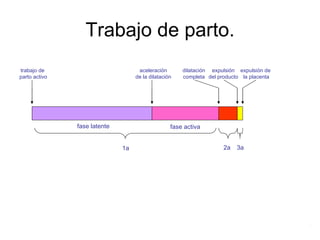 Trabajo de parto.
fase latente fase activa
1a 2a 3a
dilatación
completa
expulsión
del producto
expulsión de
la placenta
trabajo de
parto activo
aceleración
de la dilatación
.
 
