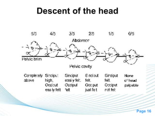Page 16
Descent of the head
 