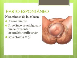PARTO ESPONTÁNEO
Nacimiento de la cabeza
Coronamiento
El perineo se adelgaza y
puede presentar
laceración (nulíparas)
Episiotomía = ¿?
 