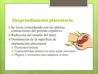 Desprendimiento placentario
 Se inicia coincidiendo con las últimas
contracciones del periodo expulsivo
 Reducción del tamaño del útero
 Disminución de la superficie de
implantación placentaria
 Elasticidad limitada
 Contractibilidad mínima (no tiene tejido muscular)
 Plegarse y torsionarse para adaptarse al útero
 